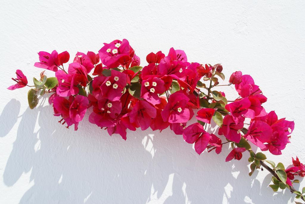 Aethrio Sunset Village - Oia Exteriér fotografie